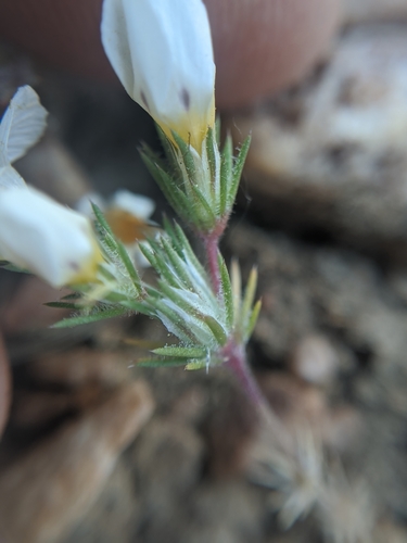 Image of Linanthus killipii by no rights reserved