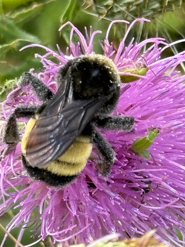 American Bumble Bee