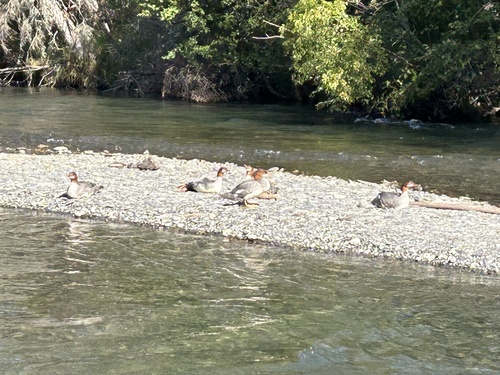 Common Merganser