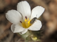Linanthus killipii