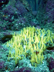 Ciocalypta penicillus