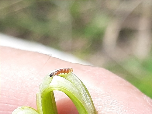 Rigid Sunflower Borer Moth