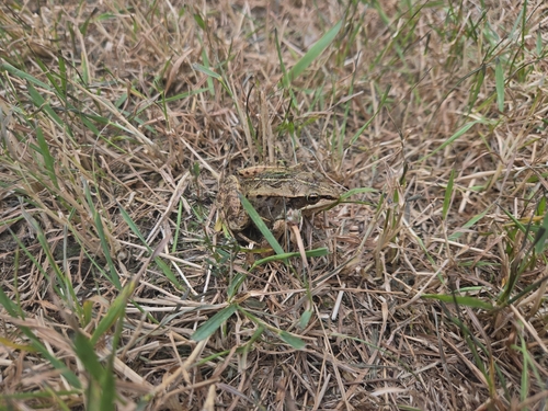 Wood Frog