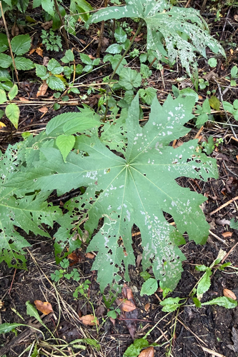 Napaea dioica