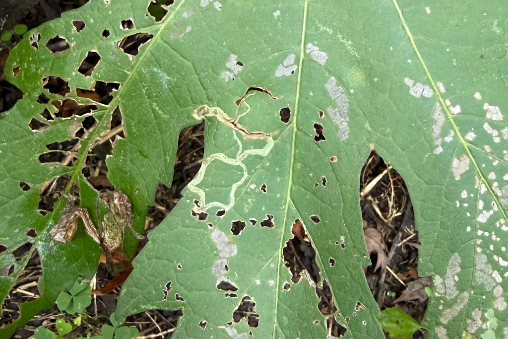 Napaea dioica; photograph (c) Cole Wolf, some rights reserved (CC BY)