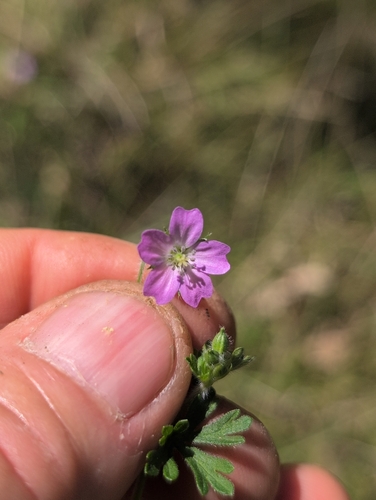Geranium solanderi, photograph 1