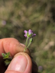 author not stated, no rights reserved Geranium solanderi, photograph author not stated, no rights reserved