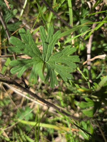 Geranium solanderi, photograph 3