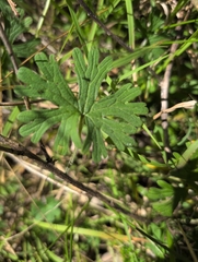 author not stated, no rights reserved Geranium solanderi, photograph author not stated, no rights reserved