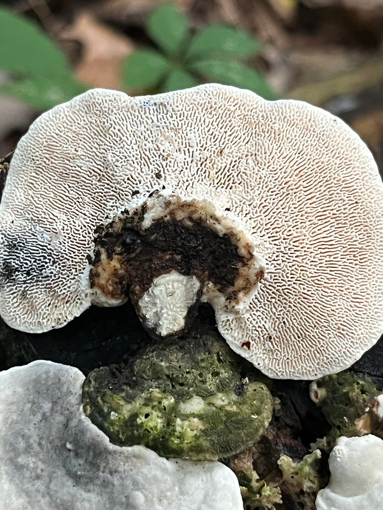 Lumpy Bracket · September 2026 · photo: Photo: (c) Joshua Huber, some rights reserved (CC BY-SA) · iNaturalist