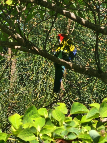 Eastern Rosella