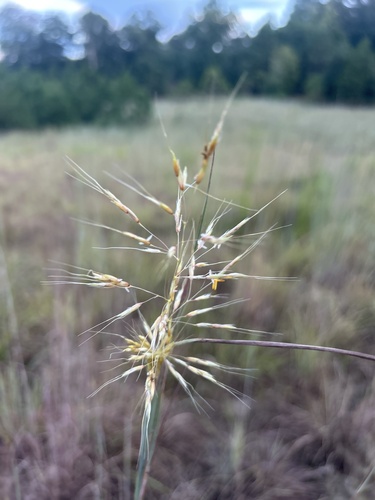 Indiangrass