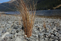 Carex buchananii