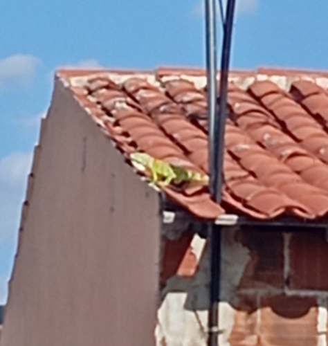 Green Iguana
