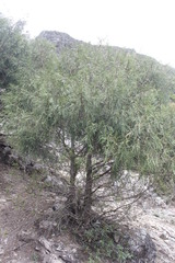Juniperus flaccida flaccida