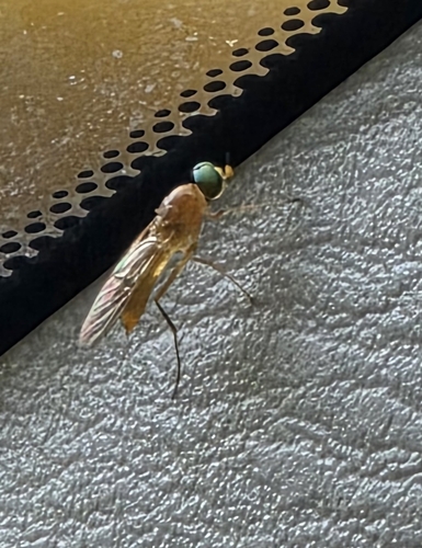 Compost Fly