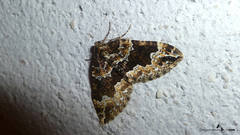 Lampropteryx suffumata