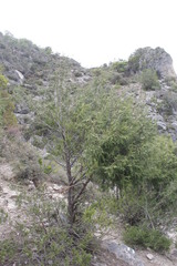 Juniperus flaccida flaccida