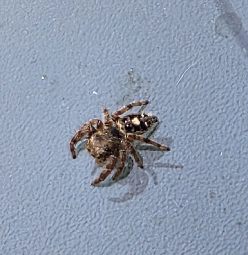 Bold Jumping Spider