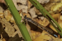 Enallagma recurvatum