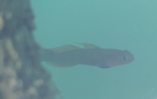 Pterogobius zonoleucus observed 2026-05-17