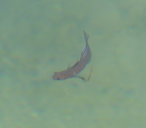 Pterogobius zonoleucus observed 2026-05-17