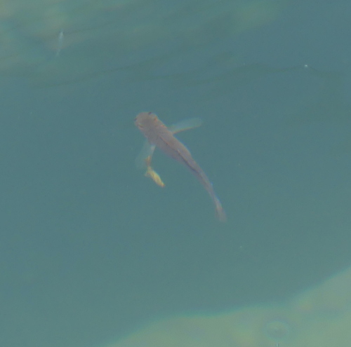 Pterogobius zonoleucus observed 2026-05-17