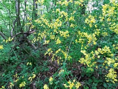 Cytisophyllum sessilifolium