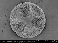 Actinoptychus senarius