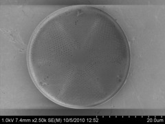 Actinoptychus senarius