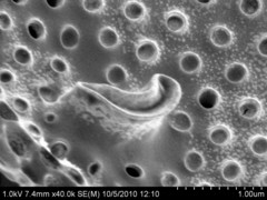 Actinoptychus senarius
