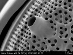 Actinoptychus senarius