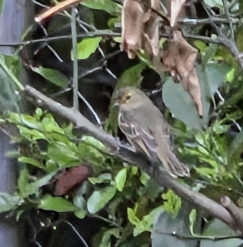 Golden-faced Tyrannulet