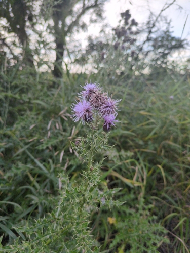 creeping thistle