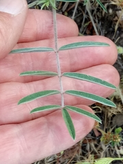 Ebenus pinnata image