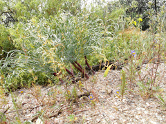 Gethyllis britteniana