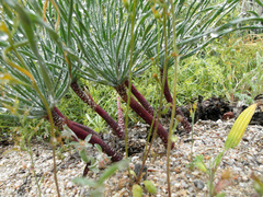 Gethyllis britteniana