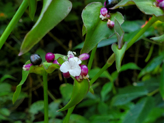 Tradescantia zanonia, photograph (c) Tom Field, some rights reserved (CC BY)