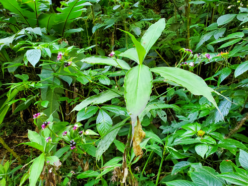 Tradescantia zanonia, photograph 2