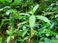 Tradescantia zanonia, photograph (c) Tom Field, some rights reserved (CC BY)