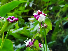 Tradescantia zanonia