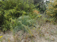Gethyllis britteniana