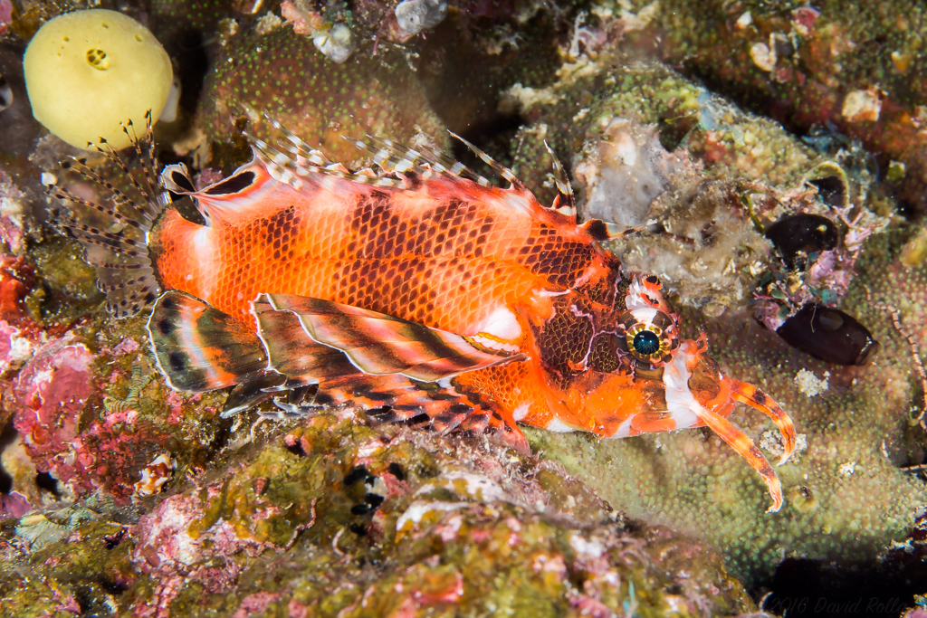Twinspot lionfishes