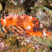 Twinspot Lionfishes - Photo (c) David R, some rights reserved (CC BY-NC), uploaded by David R