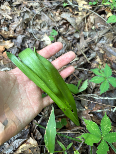 Hymenocallis occidentalis, photograph 1