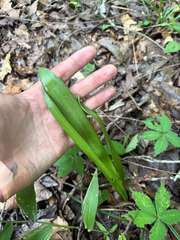 Hymenocallis occidentalis, photograph author not stated, no rights reserved