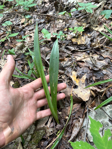 Hymenocallis occidentalis, photograph 3
