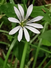 Stellaria nemorum