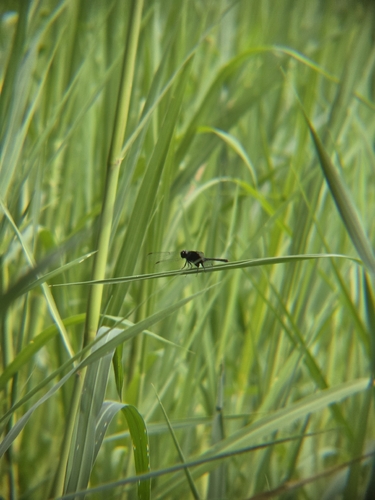 Pin-tailed Pondhawk (Erythemis plebeja)