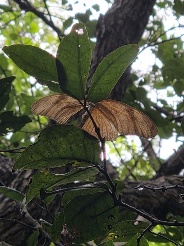 Julia Heliconian (Dryas iulia)